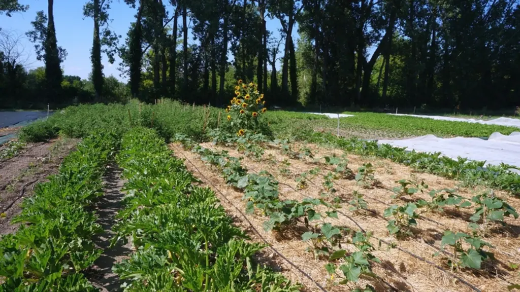 Les microfermes ont les surfaces cultivées en légumes les plus faibles de 0,5 ha cultivé en plein champ et 0,04 ha de légume sous abri. © CTIFL