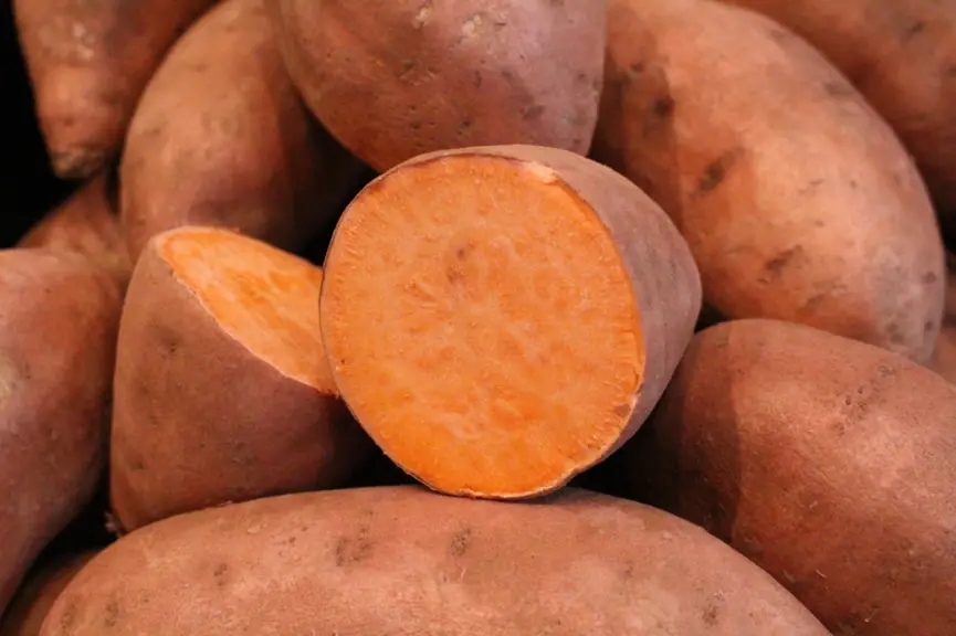 En pleine saison de patate douce, la production française ne couvre que 40 % de l’offre totale nationale. © RFL