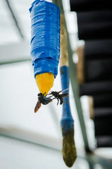 Une méthode d'élevage artisanale sur fleurs et sirop de nourrissage permet de multiplier simplement la mouche charbon. © Y. Ah Hot