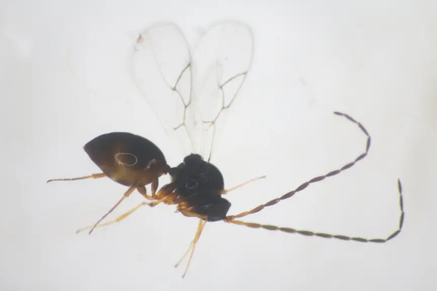 G. brasiliensis a montré une bonne acclimatation sur une culture de fraise sous abri et il a parasité D. suzukii. © CTIFL