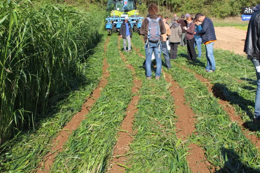 Le CTIFL a évalué deux méthodes alternatives de destruction des couverts végétaux lors du projet Clé de Sol : broyage + occultation et strip-till (en