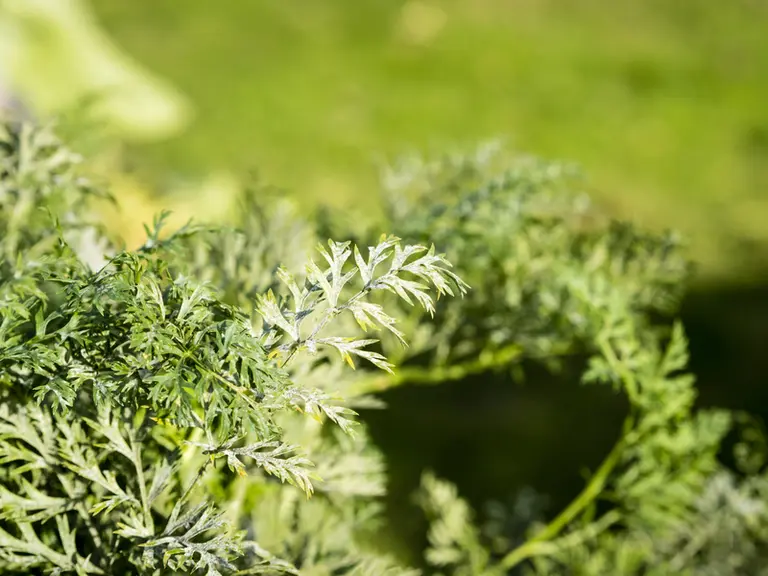Erysiphe heraclei a été observé sur de nombreuses Apiacées, notamment la carotte.