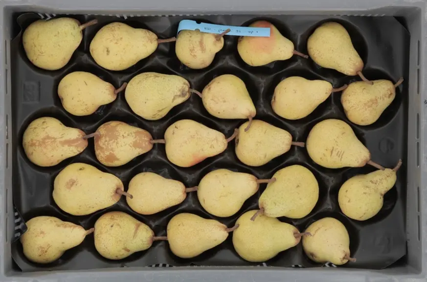 Les poires Williams ont pris une belle coloration jaune après cinq jours d'affinage après un stockage en XLO.