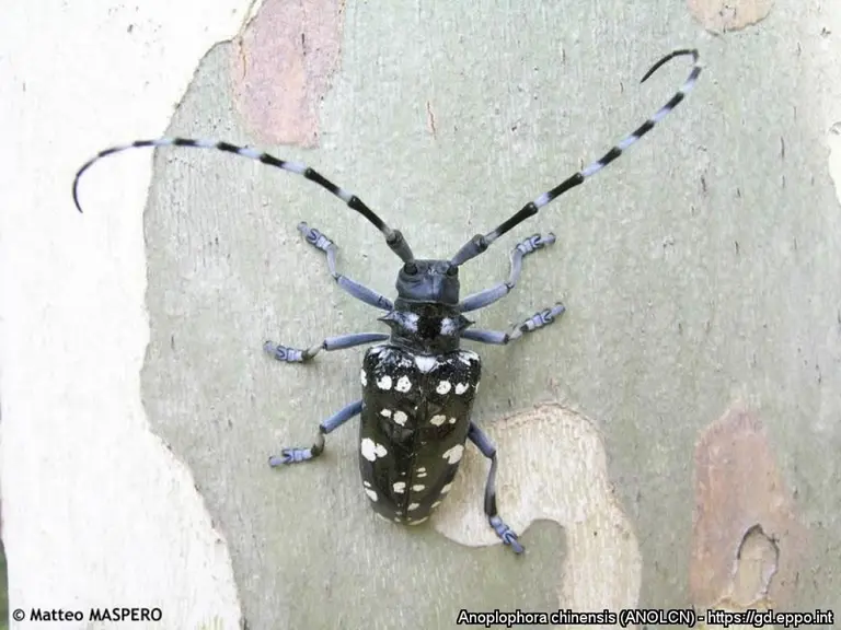 Anoplophora chinensis peut parcourir jusqu'à 2 km au vol.
