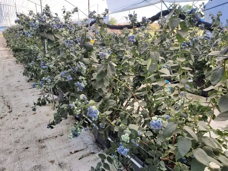 Le hors-sol en containers est  la solution radicale pour s’affranchir de contraintes de sol de la culture de myrtilles et permet de produire partout e