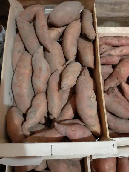 La demande tend vers un calibre « moyen » soit l’équivalent d’un volume de deux bananes.