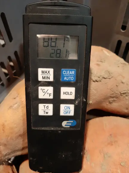 Les tubercules sont disposés dans une chambre chaude à une température constante de 29°C et une hygrométrie (humidité de l’air) de 85 à 90% pendant se
