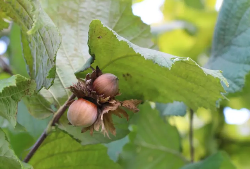 Le balanin de la noisette et les punaises phytophages sont les principales cibles de la recherche sur le biocontrôle.