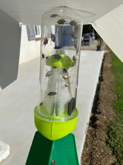 Punaises diaboliques dans un piège à phéromones.