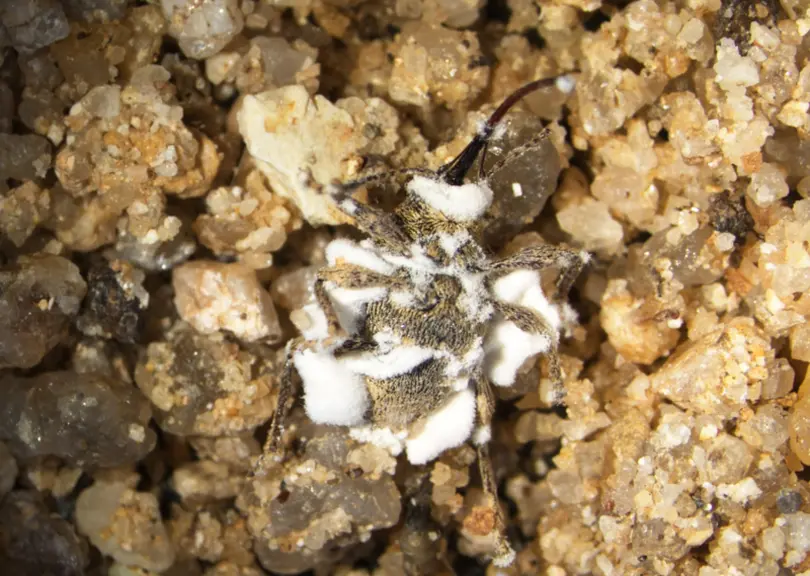 Balanin contaminé par un champignon entomopathogène.