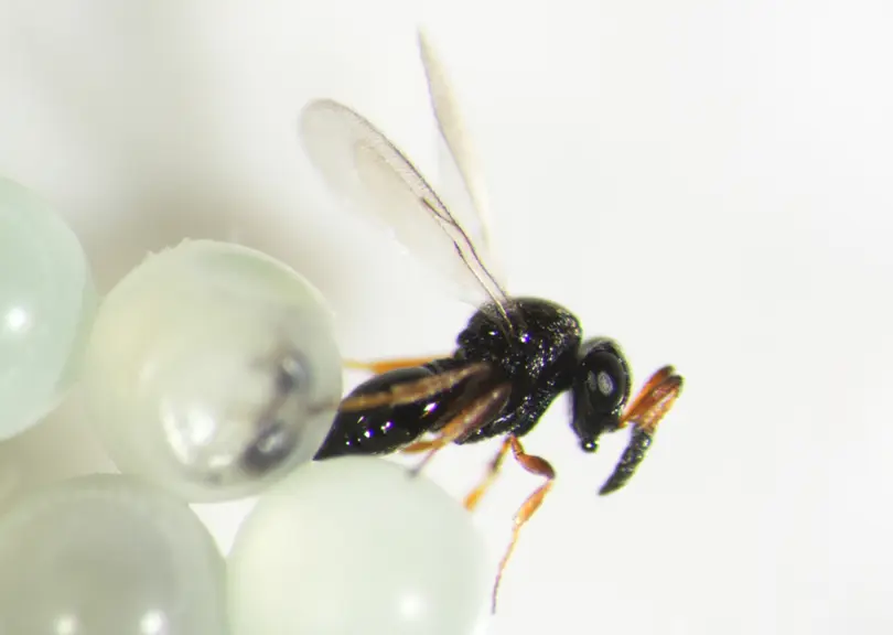 Oviposition du parasitoïde Trissolcus mitsukurii.