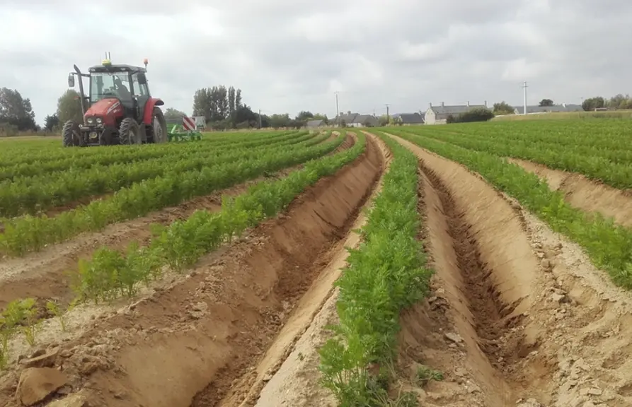 Les producteurs de carotte normands pratiquent la culture en planches à plat ou la culture sur butte.