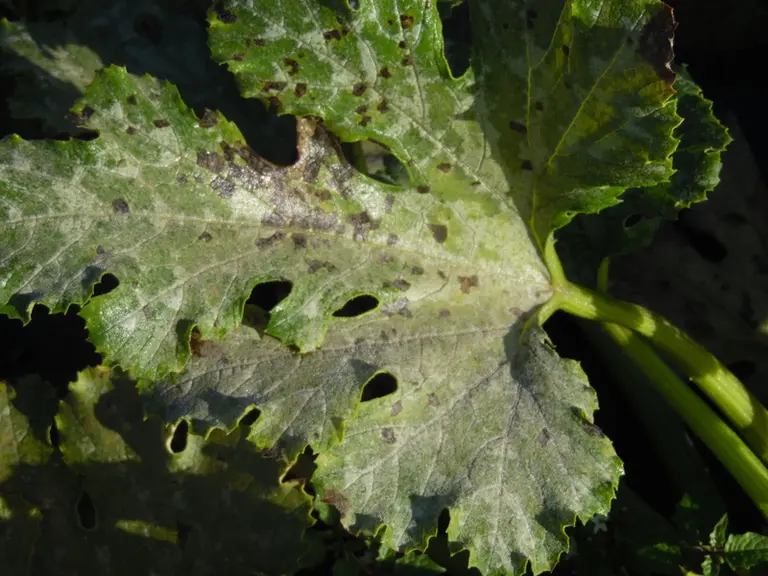 Le mildiou s'exprime par un duvet chamois sur la face inférieure des  feuilles.