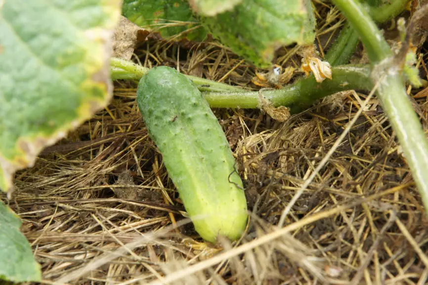 Dégâts sur fruits