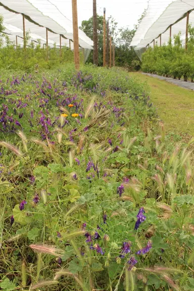 La diversité des plantes adventices contribue à la fourniture de plusieurs fonctions écologiques.