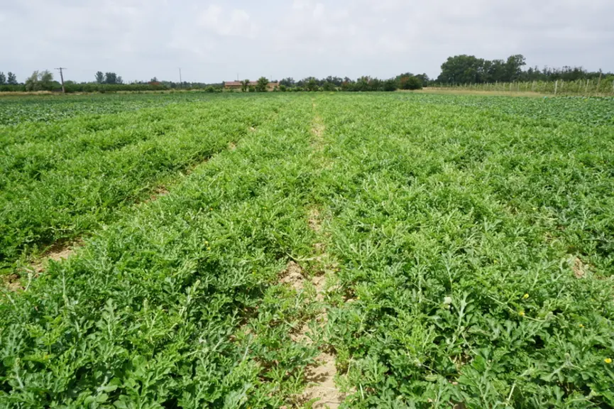 SudExpé a engagé pour quatre ans des travaux de caractérisation des variétés de pastèque.