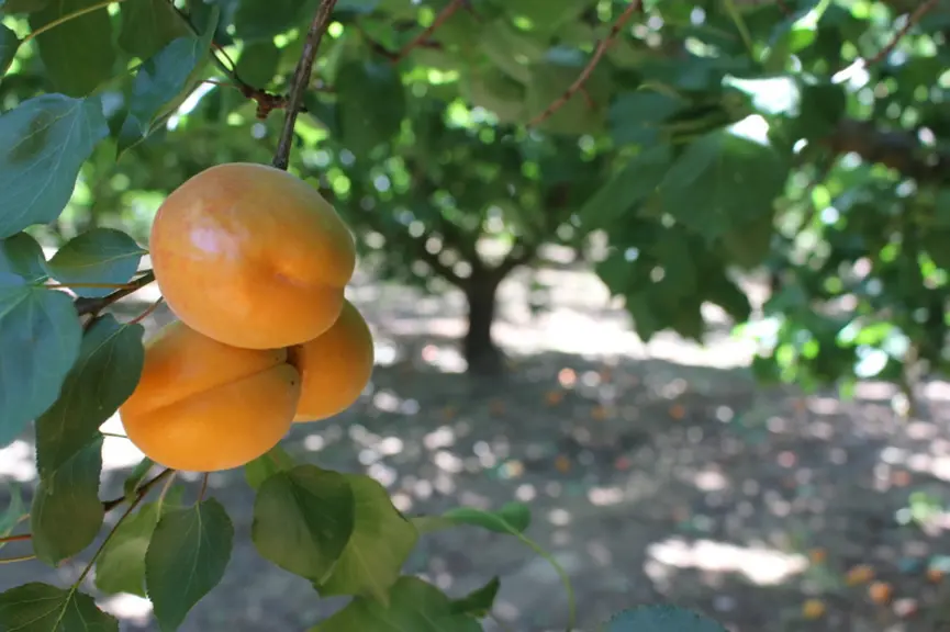 Près de 15 % des surfaces de fruits sont engagées en bio