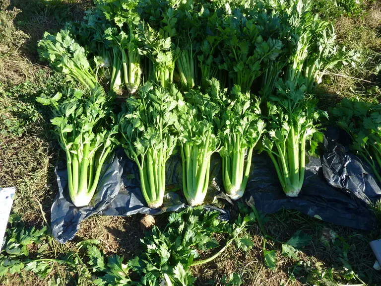 Rumba et Conga sont des variétés jugées intéressantes dans plusieurs essais menés en Provence.
