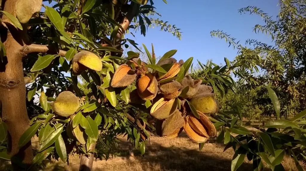 La variété Lauranne est très plantée du fait de ses qualités agronomiques et commerciales.