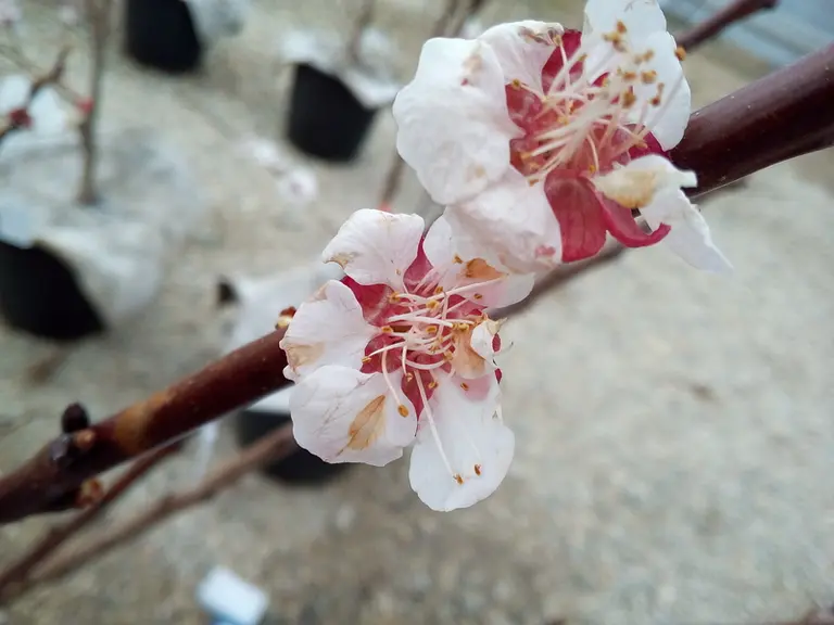 Contre le monilia sur fleurs, le Curatio a montré une bonne efficacité répétée en traitement stop.