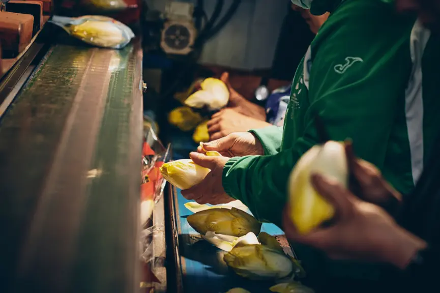 La filière endive travaille depuis deux ans pour trouver de nouveaux emballages, sans succès pour l’instant.