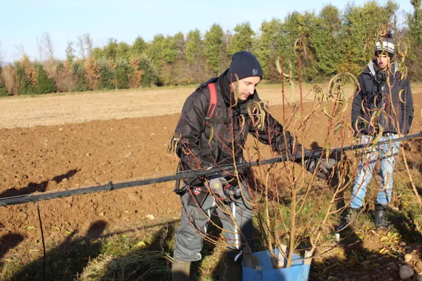 Les tailles de 1e et 2e feuille servent à la formation de l'arbre.