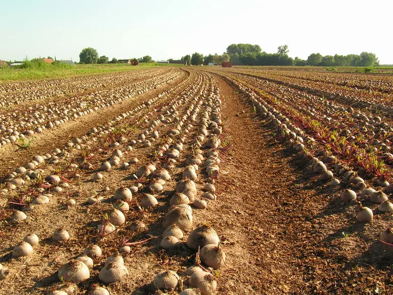 Dans le Loiret,  première zone de production, la plupart des variétés semées présente le caractère de tolérance à la rhizomanie.
