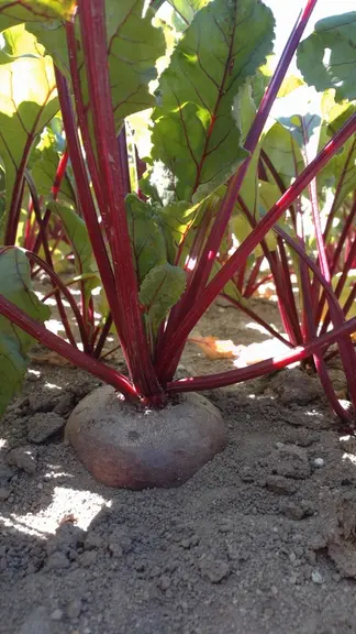 La gamme de variétés tolérantes à la rhizomanie devrait s’étoffer dans les années à venir.