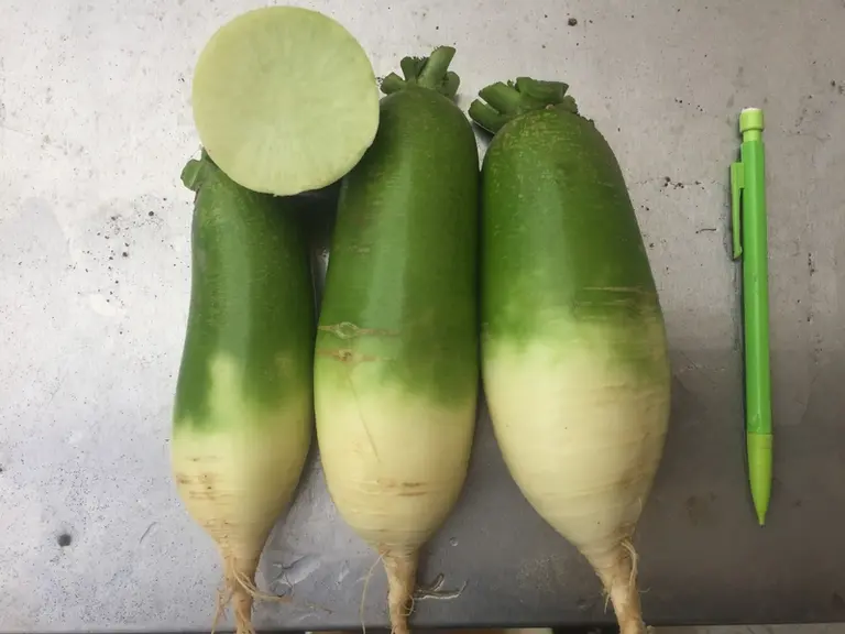 Vert intense et blanc écru, Triumphator peut aussi être très piquant.