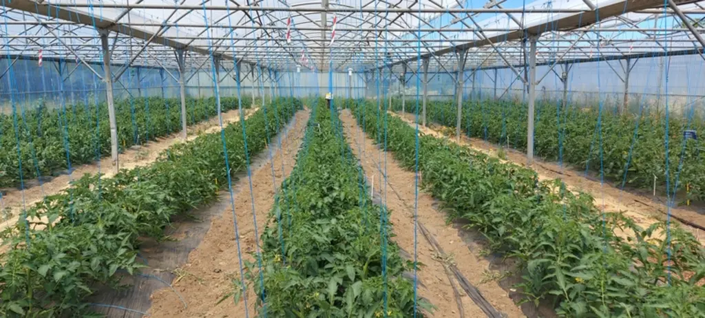 Le rendement des cultures de tomate a été augmenté avec le plastique diffusant dans les essais de la Serail.