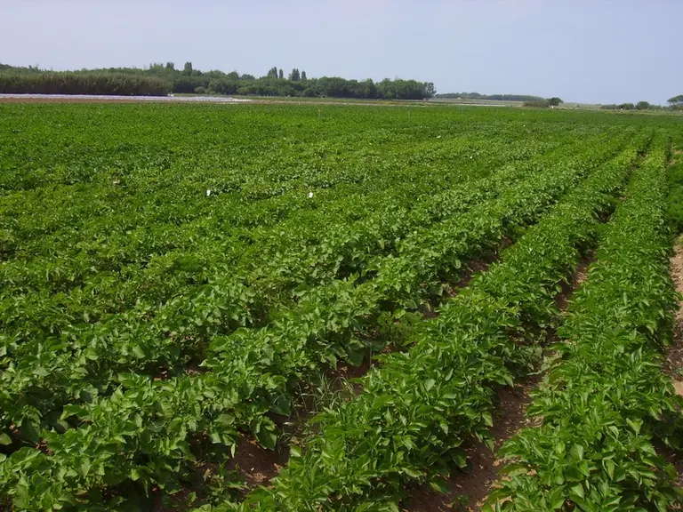 L'Acpel a testé différents systèmes de culture innovants de la pomme de terre primeur, moins dépendants d’une protection phytosanitaire classique dans