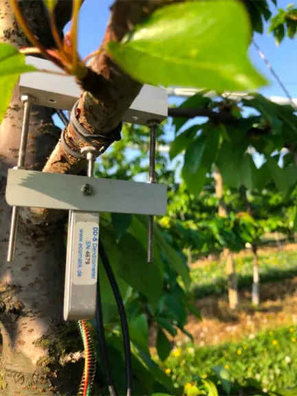 Le dendromètre est utilisé par des arboriculteurs pour comprendre la dynamique de croissance de certaines variétés.