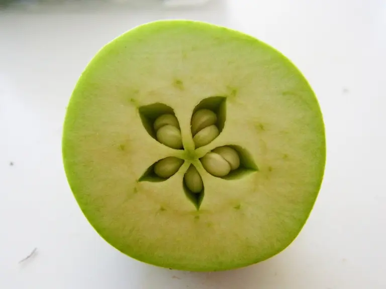 L'excès de pépins dans les fruits favorise l'alternance.