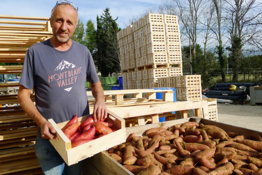 Bruno Jurrus est installé sur 40 ha de SAU dont 20 ha en patates douces bio.