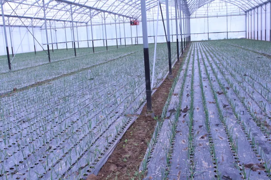 Présent dans la rotation tous les quatre ans, le poireau primeur permet de réaliser une solarisation après sa récolte.