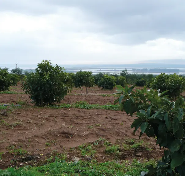 La production marocaine devrait approcher 70 000 à 80 000 t d'avocats durant la deuxième partie de cette décennie.