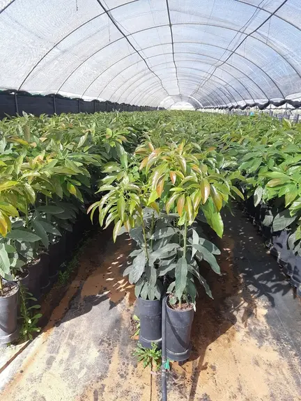 Le matériel végétal a souvent été choisi « à l’économie » par bon nombre de petits producteurs avec des porte-greffes pas tolérants à la chlorose ferr