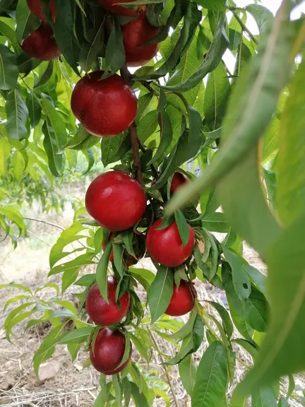 Najizel est une nectarine ronde jaune dont l'épiderme est tolérant aux maladies de conservation.