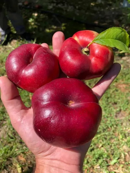 PSB propose Canoppé, une nectarine plate arrivant début août.
