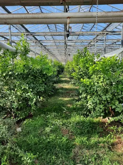 L’agrumiculture sous serre est suivie chez les  adhérents du Ceta de Berre dans le cadre du projet Daccapo Aprel.