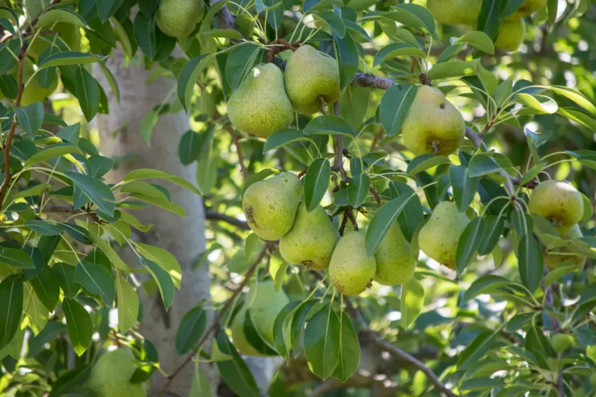 Malgré une fenêtre d'exportation vers l'Europe qui se réduit, les Argentins vont parier encore de nombreuses années sur la poire William’s.