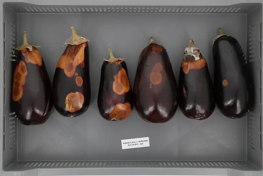 Dans l’expérimentation conduite par le CTIFL, jusqu’à 80 % des fruits récoltés en juin aux Pays-Bas présentent des pourritures après retour à températ