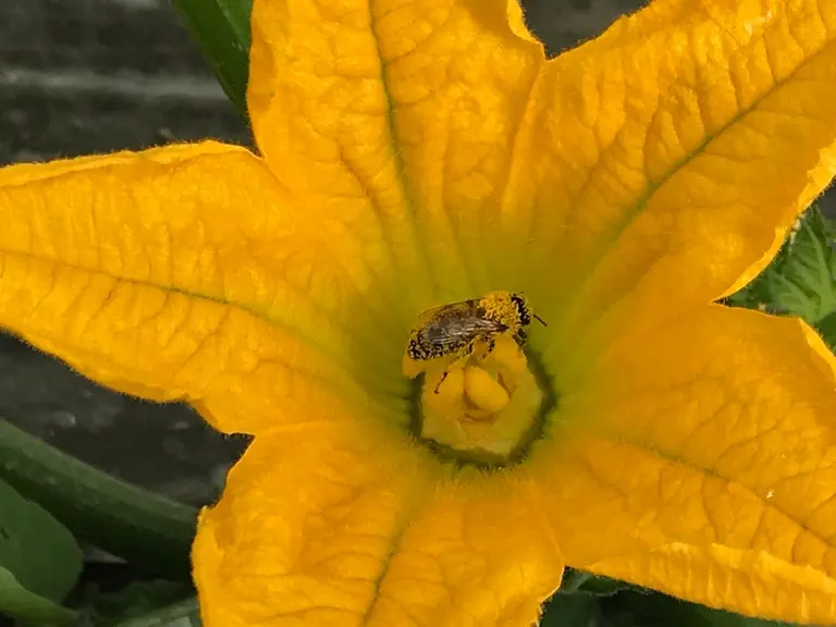 La disponibilité en pollen à l’échelle de la parcelle et l'activité de butinage des insectes pollinisateurs sont des éléments d'optimisation de la pol