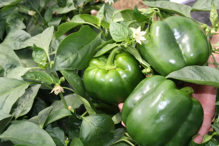 La pression des virus pèse sur le choix des variétés de poivron : les producteurs privilégient celles dotées de résistances.