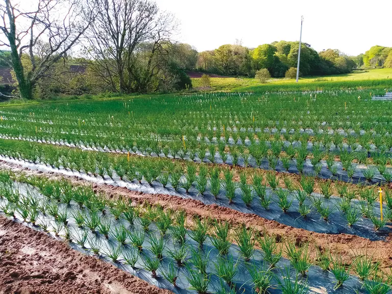 La fusariose, susceptible de se transmettre par le sol ou par les plants, est problématique sur cultures d'échalote et d'oignon.