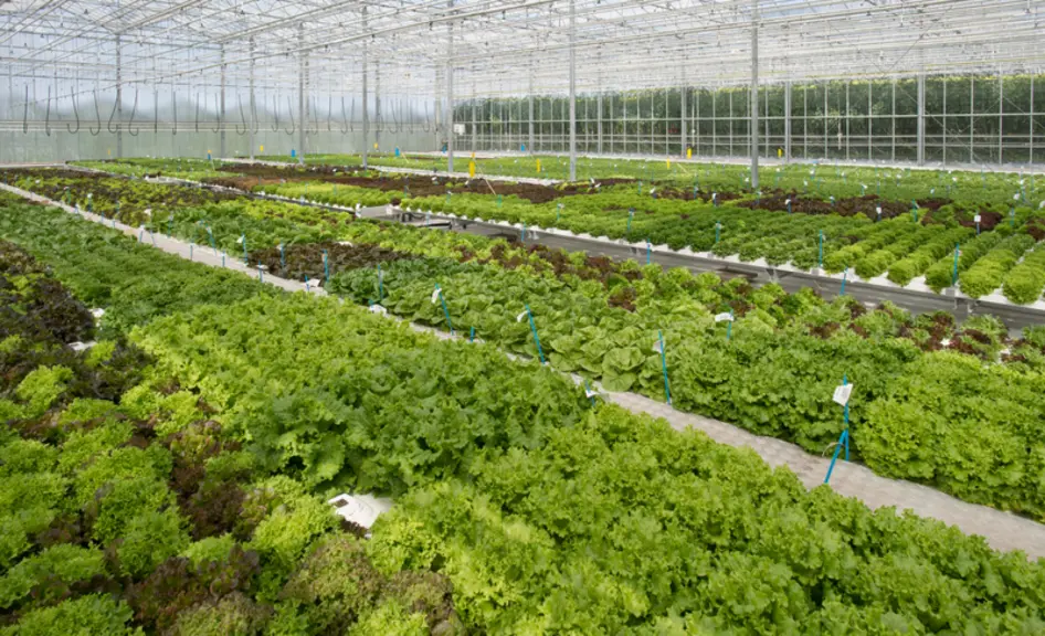Nunhems dispose de plusieurs serres dédiées à la recherche sur la salade en hydroponie.