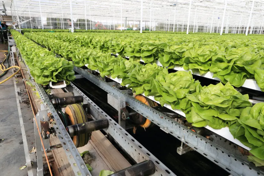 9,8 ha sont désormais consacrés à la salade en hydroponie au sein de la coopérative Réo Veiling. Un producteur a doublé ses surfaces en 2021.