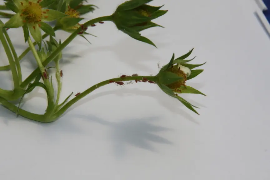 La qualité nutritive de la plante hôte a un effet à la fois sur la taille et le comportement des pucerons.
