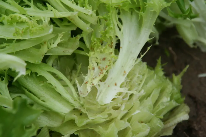 Le projet Agronicoleg étudie plusieurs leviers contre les pucerons sur salade : filets anti-insectes, faune auxiliaire et variétés.