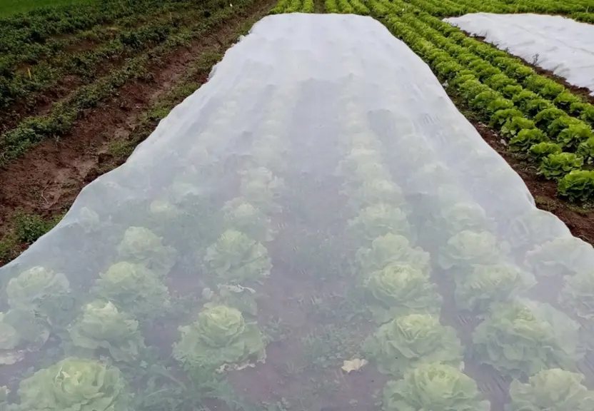 La combinaison de filets et de produits de biocontrôle sont étudiés dans le projet Eclipse.